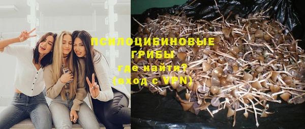 крисы Абаза